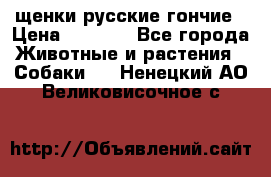 щенки русские гончие › Цена ­ 4 000 - Все города Животные и растения » Собаки   . Ненецкий АО,Великовисочное с.